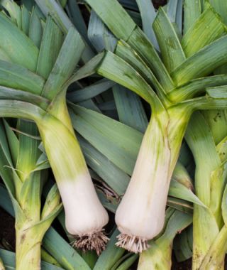 Dawn Giant Leek