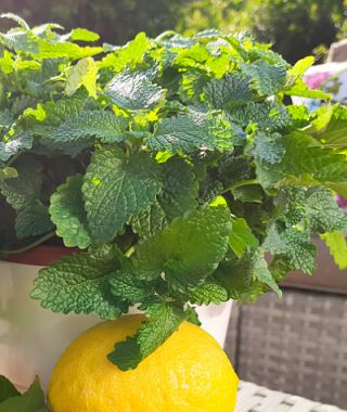 Limoncello Lemon Balm 