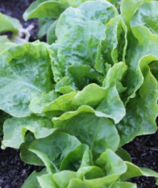 Buttercrunch Butterhead Lettuce