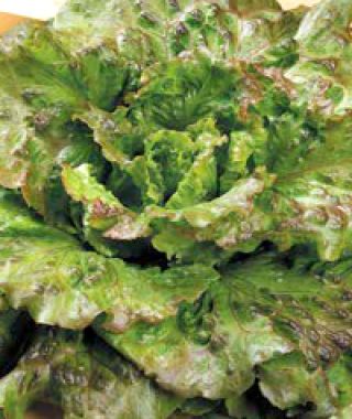 Maravilla de Verano Batavian Lettuce