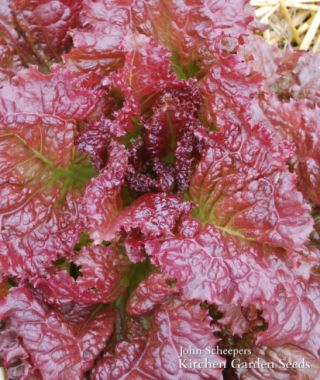 Red Velvet Looseleaf Lettuce