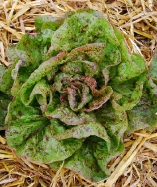 Speckles Loose-Leaf Lettuce