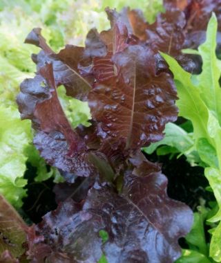 Sunset Loose-Leaf Lettuce
