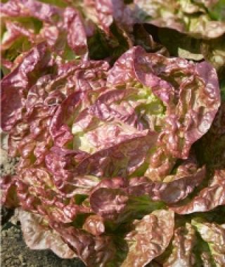 Sweet Valentine Lettuce