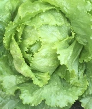 Webb's Wonderful Batavian Lettuce