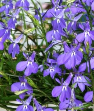 Blue Color Cascading Lobelia