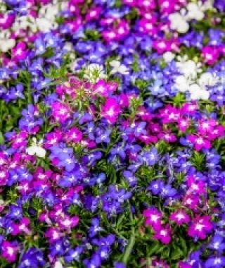 Ruby Color Cascading Lobelia