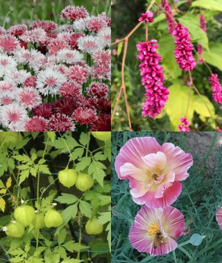 The Love-Themed Garden