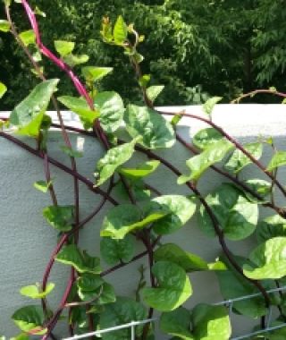 Malabar Spinach