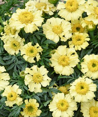 Daisy Wheel Lemon French Marigold