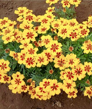 Naughty Marietta French Marigold