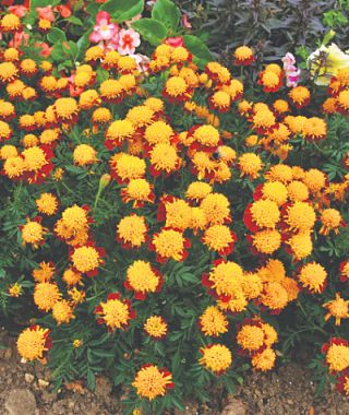 Solan French Marigold