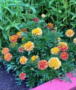 Strawberry Blonde French Marigold
