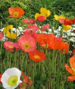 The Iceland Poppy Mixture