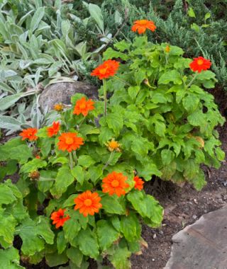 Fiesta del Sol Mexican Sunflower