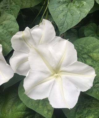 <p>Ipomoea alba. This Morning Glory sibling is a prized, night-blooming heirloom that will scramble up supportive structures for a most addictive, jasmine-scented evening curtain. A continuous performer from early summer through the first fall frost, this