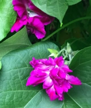 Sunrise Serenade Morning Glory