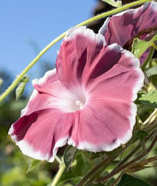 Chocolate Morning Glory