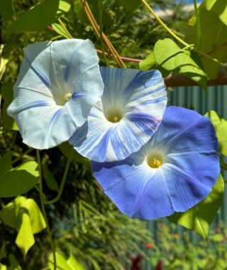 The Milky Way Morning Glory Mixture