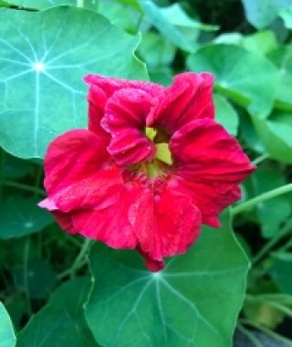 Cherrelle Double Nasturtium