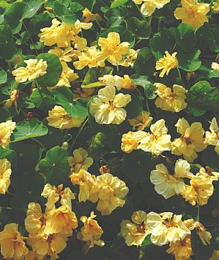 Double Delight Cream Nasturtium