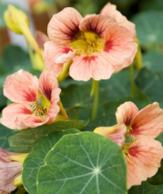 Ladybird Rose Nasturtium