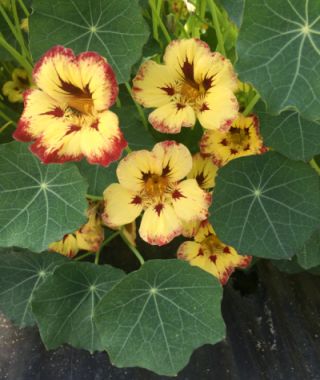 Orchid Cassis Nasturtium 