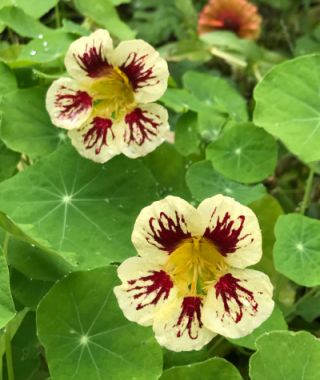 Orchid Cream Nasturtium
