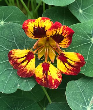 Orchid Flame Nasturtium