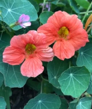 Salmon Mousse Nasturtium