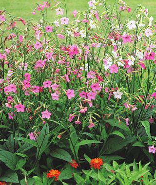 Marshmallow Nicotiana