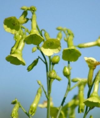 Langsdorff's Nicotiana