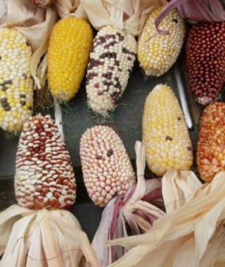 Strawberry DeLite Ornamental Corn 