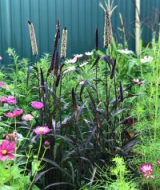 Purple Majesty Millet