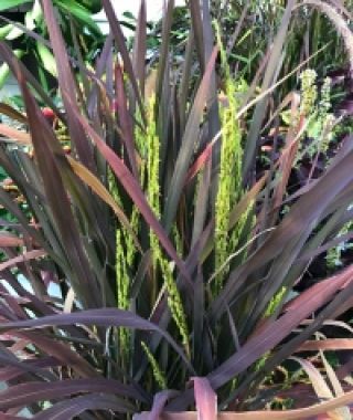 Black Madras Ornamental Rice