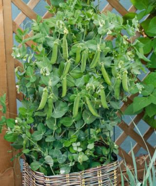 Patio Pride Snap Pea