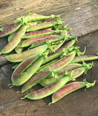 Spring Blush Snap Pea