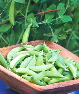 Sugar Ann Snap Pea