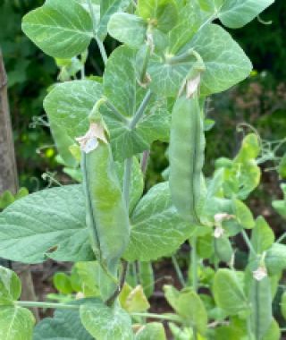 Tall Telephone Shelling Pea