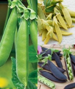 Tricolor Snap Pea Blend 