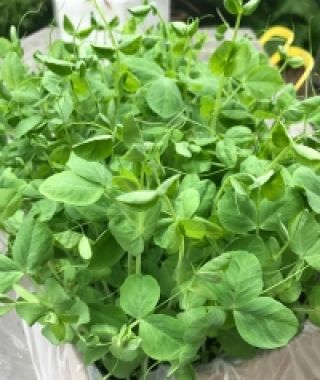 Pea Shoot Seed