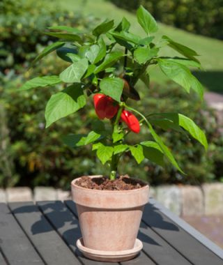 Fresh Bites Red Mini Sweet Pepper 