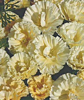 Cream Swirl California Poppy