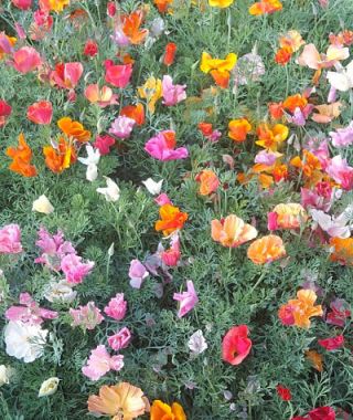 The Thai Silk California Poppy Mixture