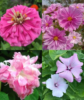 The Pretty-in-Pink Garden