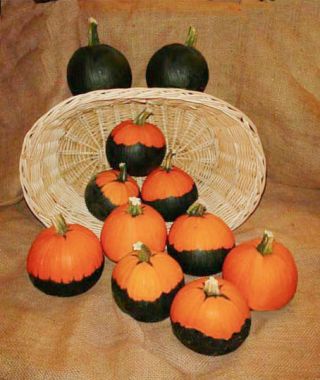 The Batwing Mini Pumpkin Mixture