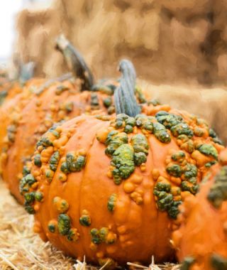 Warty Goblin Pumpkin