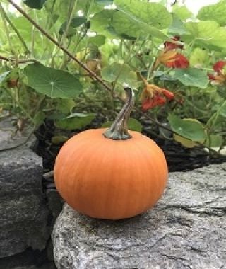 Wee Be Little Baby Pumpkin