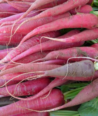 Ostergruss Radish