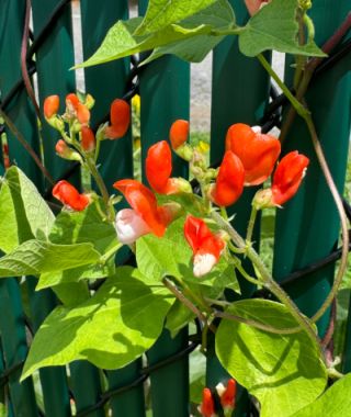 Painted Lady Runner Bean